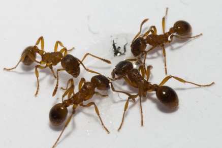 Уничтожение муравьев   в Рождественно 
