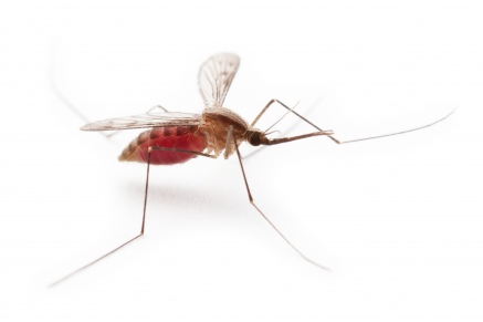 Уничтожение комаров   в Рождественно 